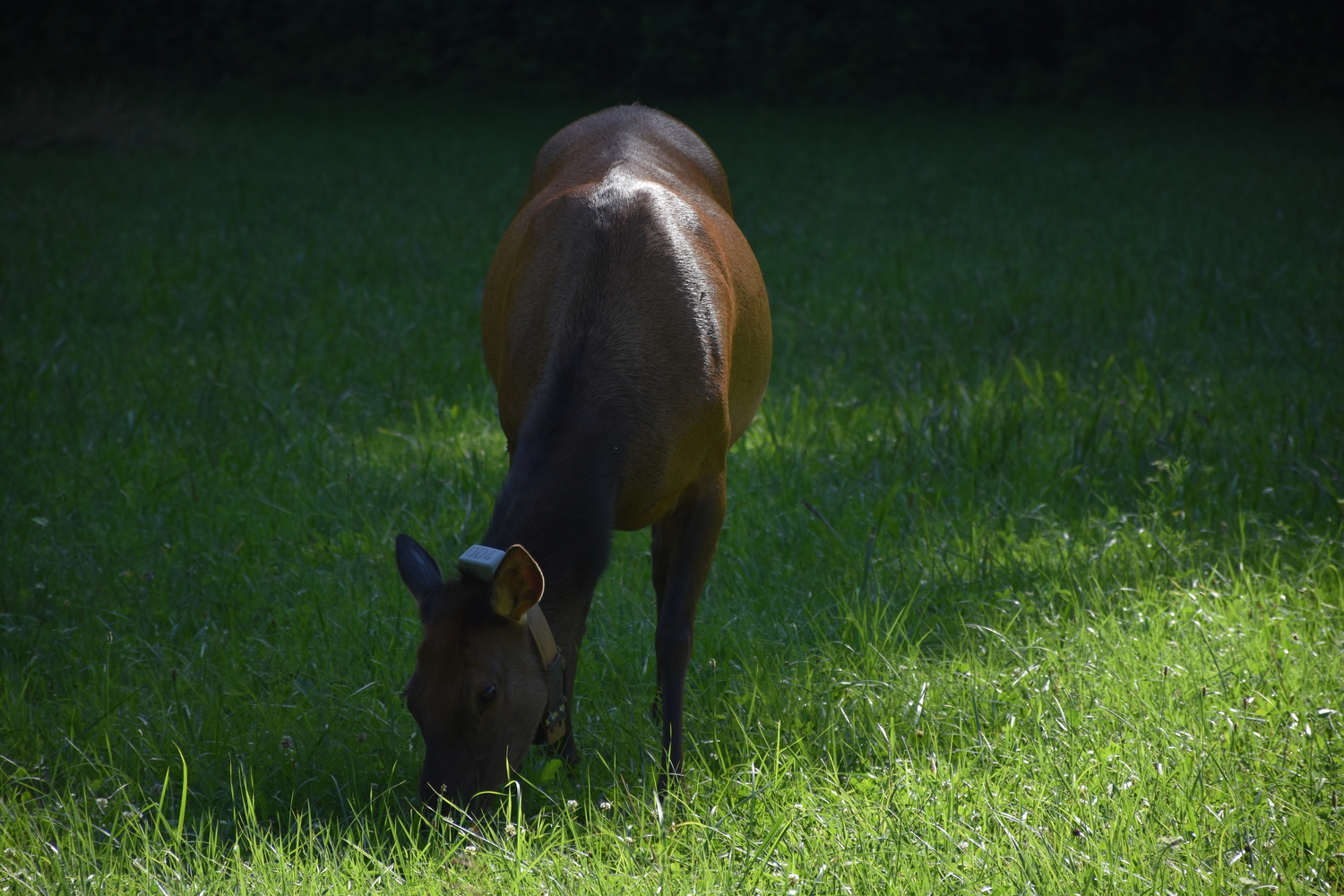 Front view of a Hind Elk - Cherokee, NC