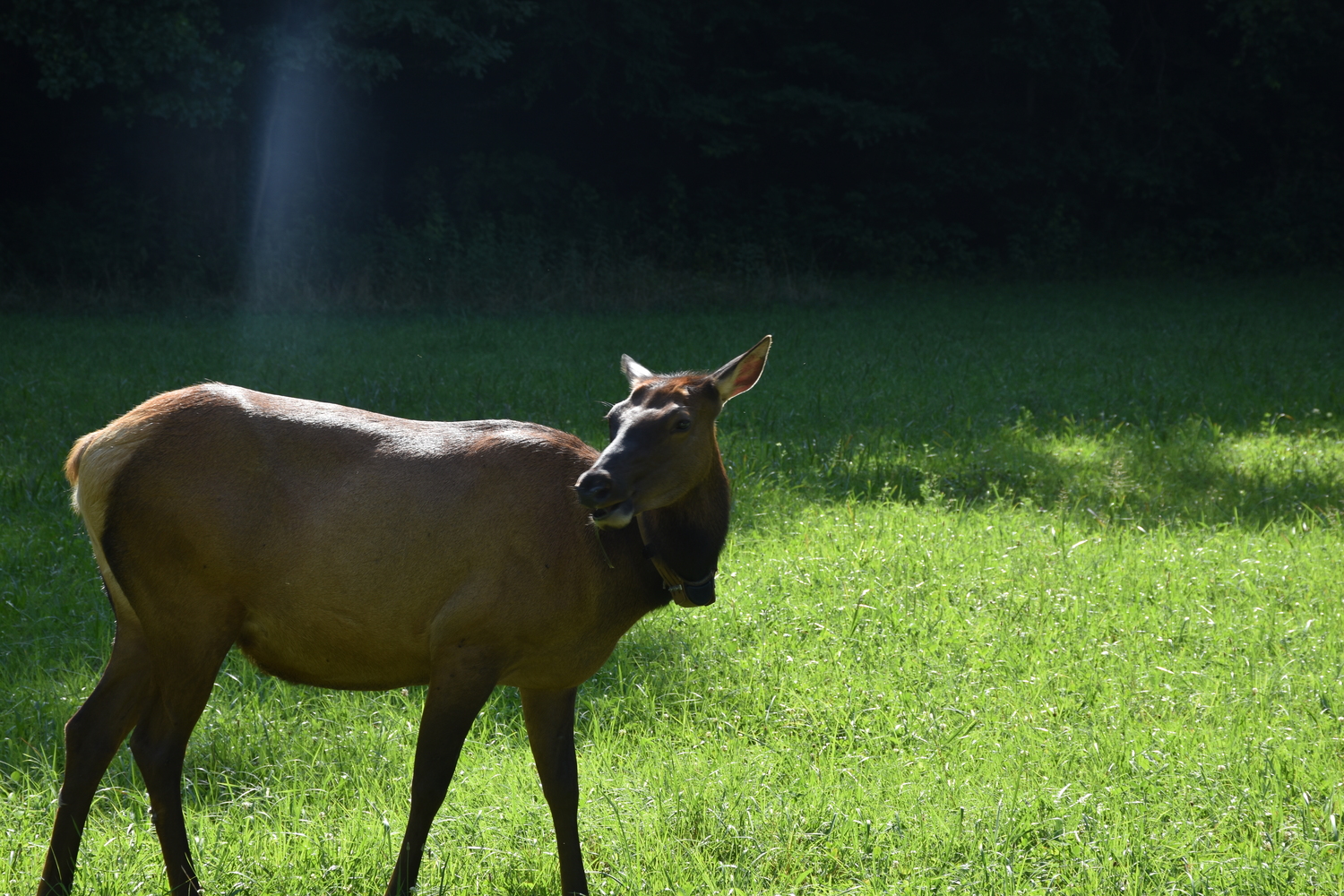 Side view of a hind Elk - Cherokee, NC