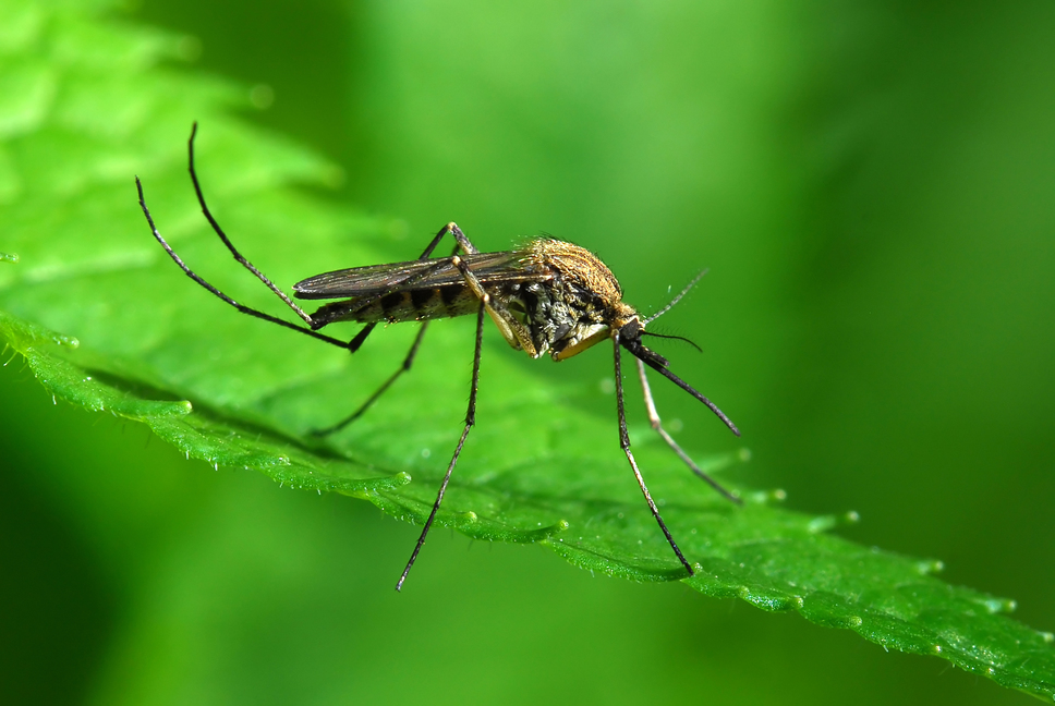 Mosquito on finger - Closeup